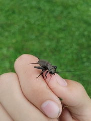 Melanogryllus desertus