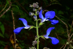 Salvia patens
