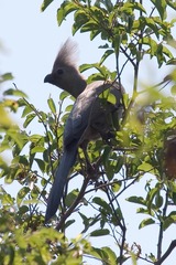Corythaixoides concolor