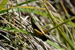 Omocestus viridulus