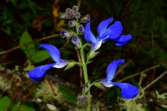 Salvia patens