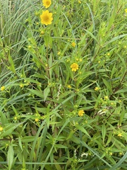 Bidens trichosperma