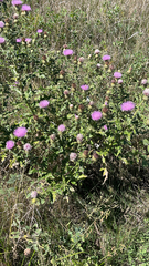 Cirsium altissimum