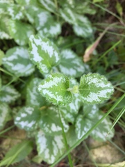 Lamium galeobdolon argentatum