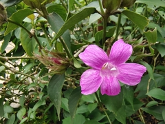 Suessenguthia multisetosa