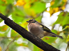 Fringilla coelebs