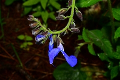 Salvia patens