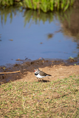 Charadrius tricollaris