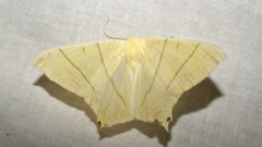 Ourapteryx sambucaria