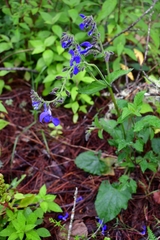 Salvia patens
