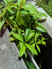 Alstonia scholaris