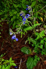 Salvia patens