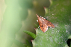 Udea ferrugalis