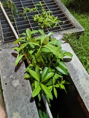 Alstonia scholaris