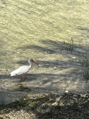 Eudocimus albus
