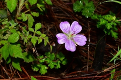 Geranium potentillifolium