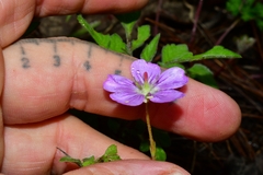Geranium potentillifolium