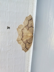 Lambdina fiscellaria