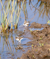 Charadrius tricollaris