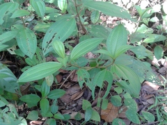 Melastoma malabathricum