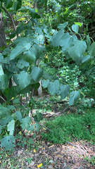 Ampelopsis cordata