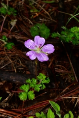 Geranium potentillifolium