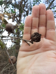 Andricus foecundatrix