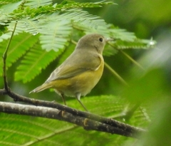 Leiothlypis ruficapilla