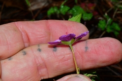 Geranium potentillifolium