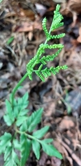 Sceptridium dissectum