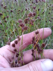 Rhynchospora chalarocephala