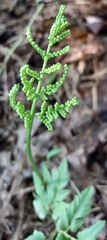 Sceptridium dissectum