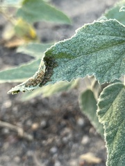 Hemiptera