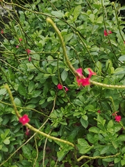 Stachytarpheta mutabilis