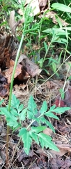Sceptridium dissectum