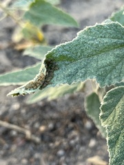 Hemiptera