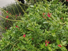 Stachytarpheta mutabilis