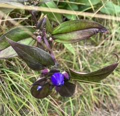 Gentiana andrewsii