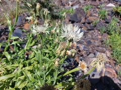 Centaurea cheiranthifolia