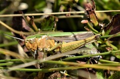 Omocestus viridulus
