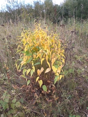 Vincetoxicum hirundinaria