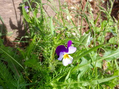 Viola tricolor