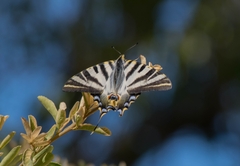Iphiclides feisthamelii