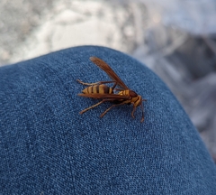 Polistes major