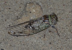Diceroprocta texana