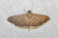 Pilocrocis ramentalis