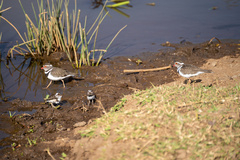 Charadrius tricollaris