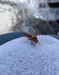 Polistes major