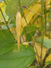 Vincetoxicum hirundinaria