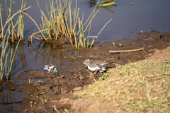 Charadrius tricollaris